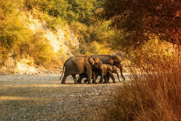Chilla Zone Elephant Safari