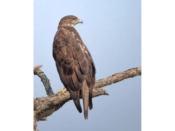 Rajaji National Park