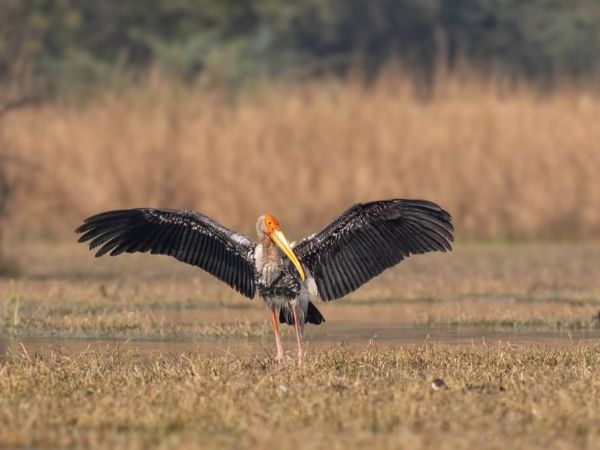 Rajaji National Park