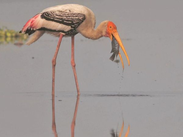 Rajaji National Park
