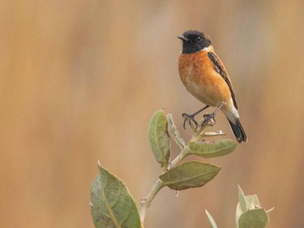 Rajaji National Park