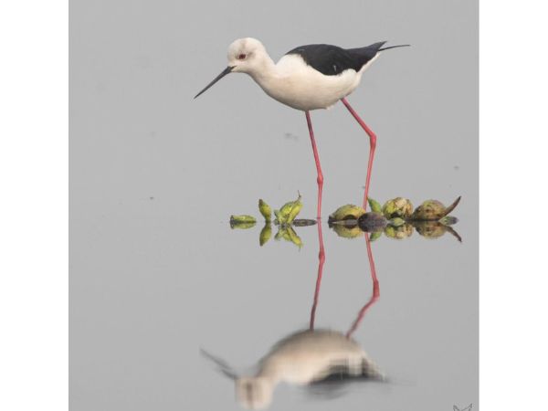 Rajaji National Park