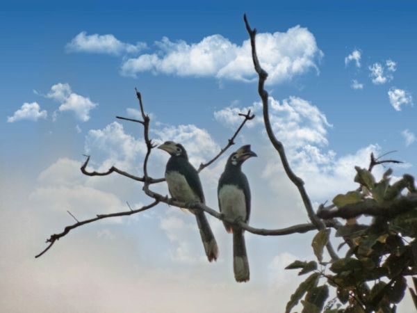 Rajaji National Park