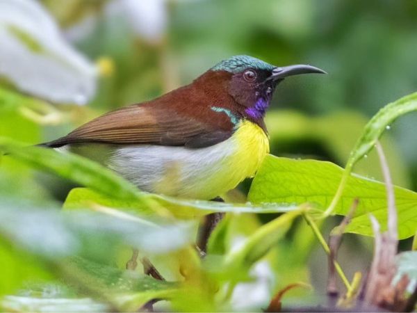 Rajaji National Park