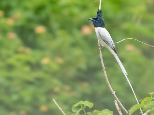 Rajaji National Park