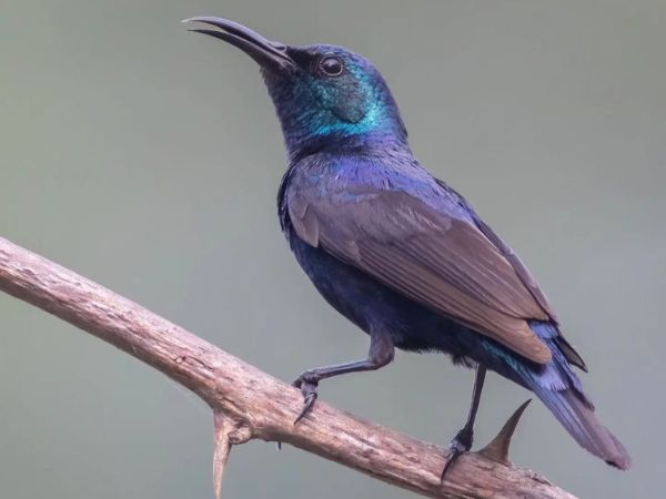 Rajaji National Park