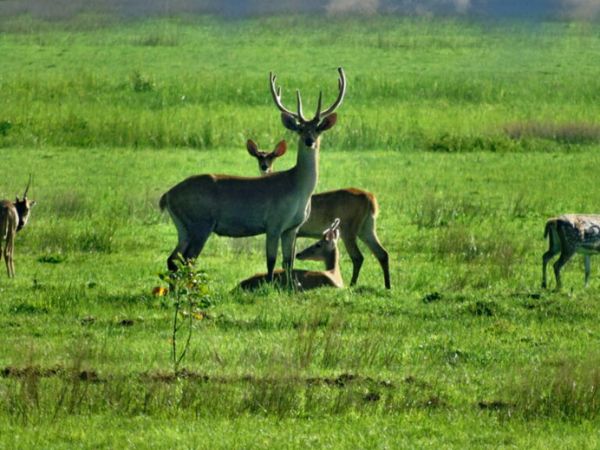 Rajaji National Park
