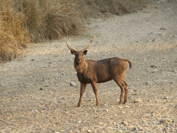 Rajaji National Park