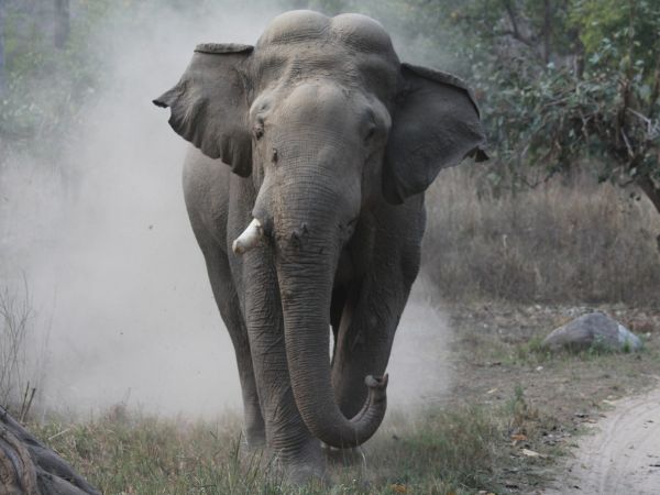 Rajaji National Park