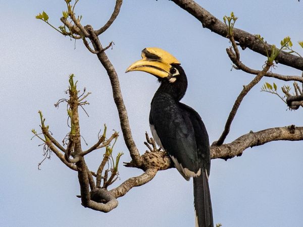Rajaji National Park