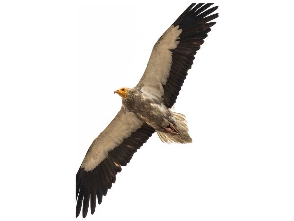 Rajaji National Park