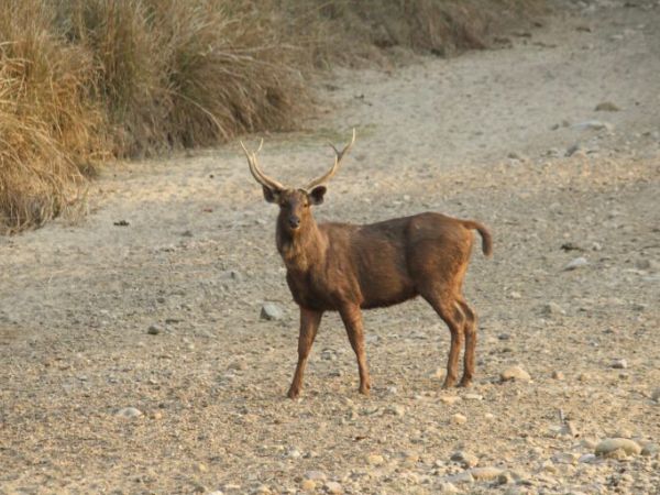 Rajaji National Park