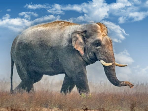 Rajaji National Park