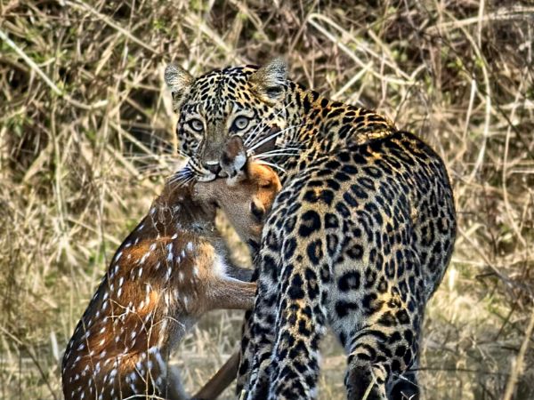 Rajaji National Park