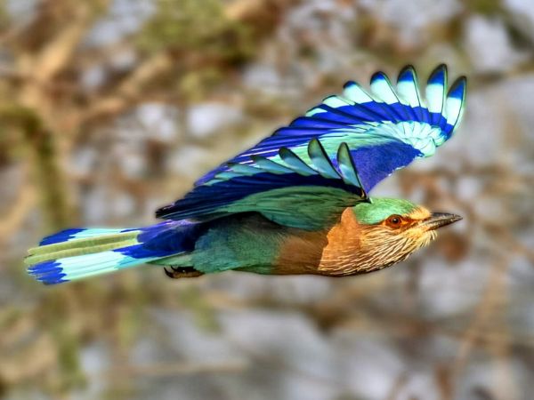 Rajaji National Park