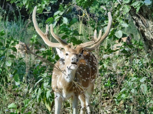 Rajaji National Park