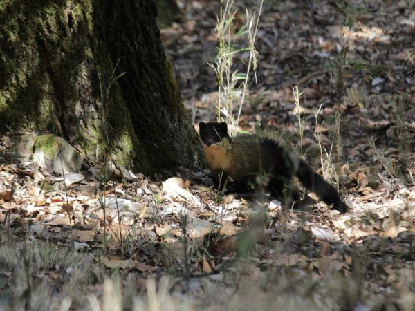 Rajaji National Park